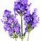Midnight Recovery Eye - Lavender Essential Oil