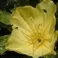 Midnight Recovery Eye - Evening Primrose Oil