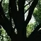 Blue Astringent Herbal Lotion - Camphor