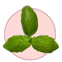 全效再生超級精華 - 羅勒萃取
