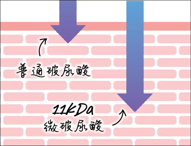 全效再生超級精華  - 11kDa微玻尿酸 穿透力