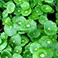 Centella Sensitive Cica Cream - Sustainably-Sourced Madecassoside