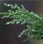 男士緊緻抗皺精華 - 柏樹精華