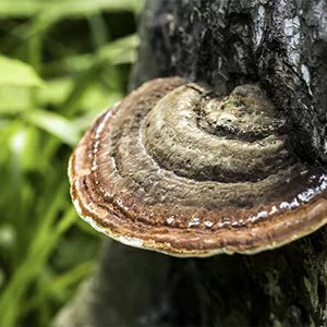 Super Multi-Corrective Cream - Chaga Mushroom