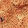 Powerful Wrinkle Reducing Eye Cream - Copper PCA