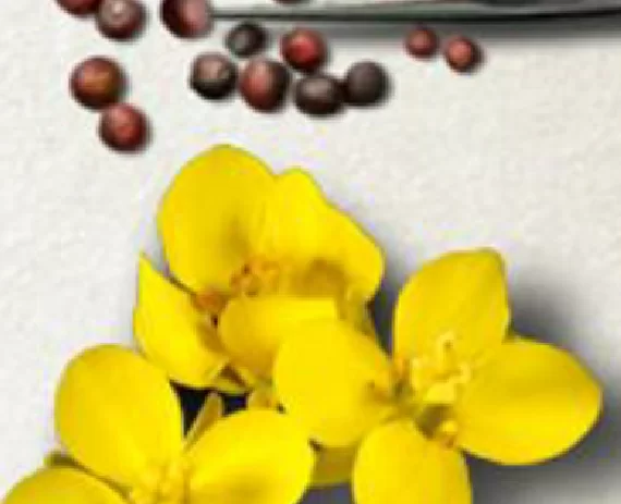 精釀抗氧亮肌活膚液 - 成份蕓苔萃取