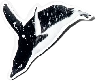 penguin