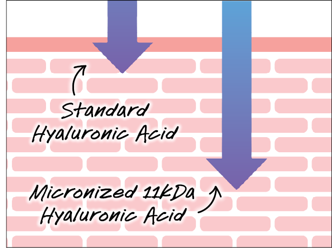 Micronized 11kDa Hyaluronic Acid in Vital Skin-Strengthening Super Serum