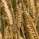 Rice and Wheat Volumizing Shampoo - Hydrolyzed Wheat Protein (Phyto Peptides) 