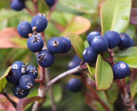 BILBERRY SEED EXTRACT