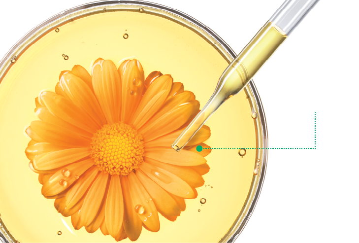 金盞花瓣的活性成分，具天然抗氧、抗菌抗炎功效